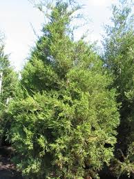 Juniperus virginiana Juniperus virginiana